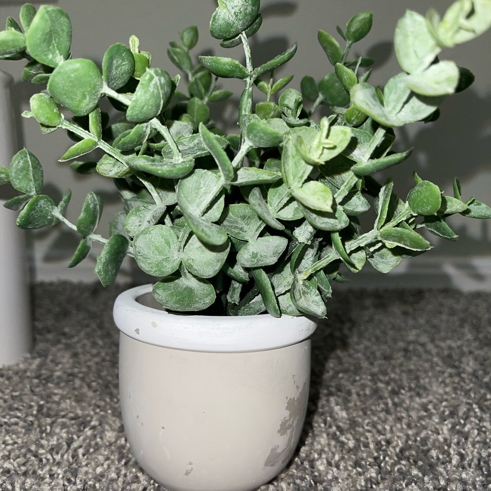 VASE + PLANT - Picture 2 of 2
